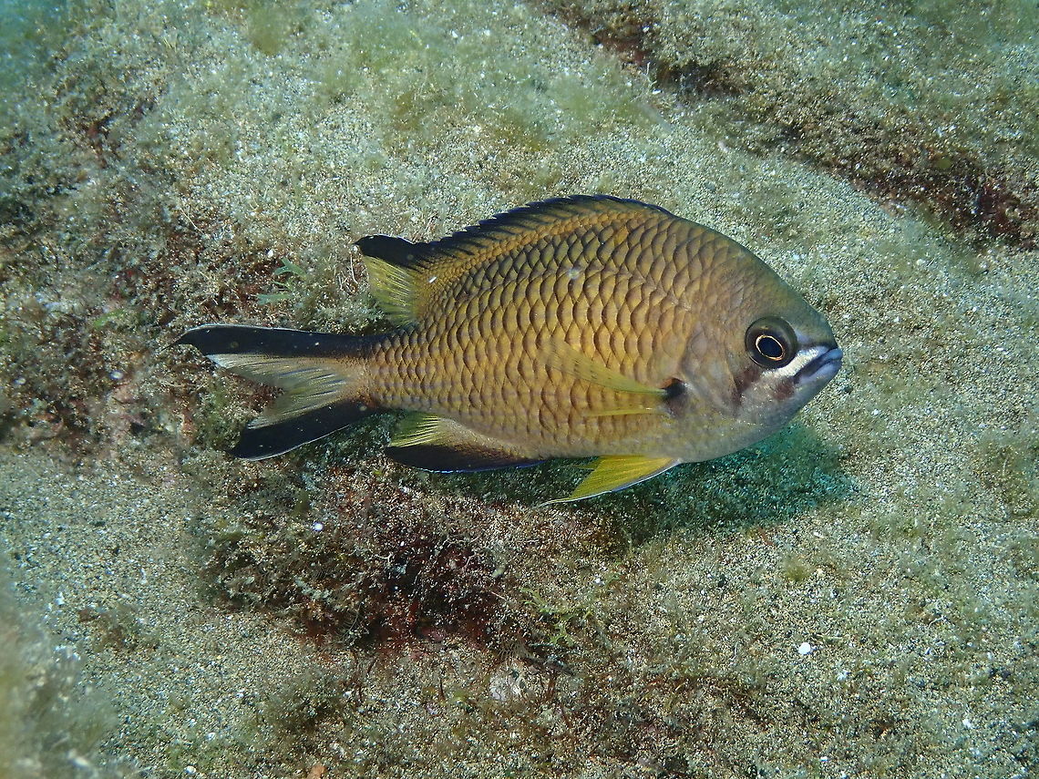 Atlantic Damselfish / Azores Chromis – Chromis limbata With a nice description here:<br />
<a href="https://www.diving-canary-islands.com/en/atlantic-damselfish-azores-chromis-limbata/" rel="nofollow">https://www.diving-canary-islands.com/en/atlantic-damselfish-azores-chromis-limbata/</a> Chromis limbata,Geotagged,Spain,Spring