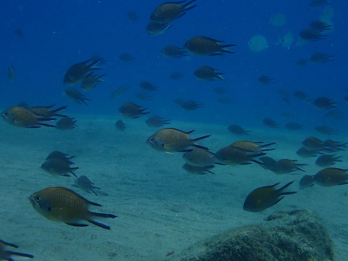 Atlantic Damselfish / Azores Chromis – Chromis limbata As expected from a damselfish species, they are very gregarious. Chromis limbata,Geotagged,Spain,Spring