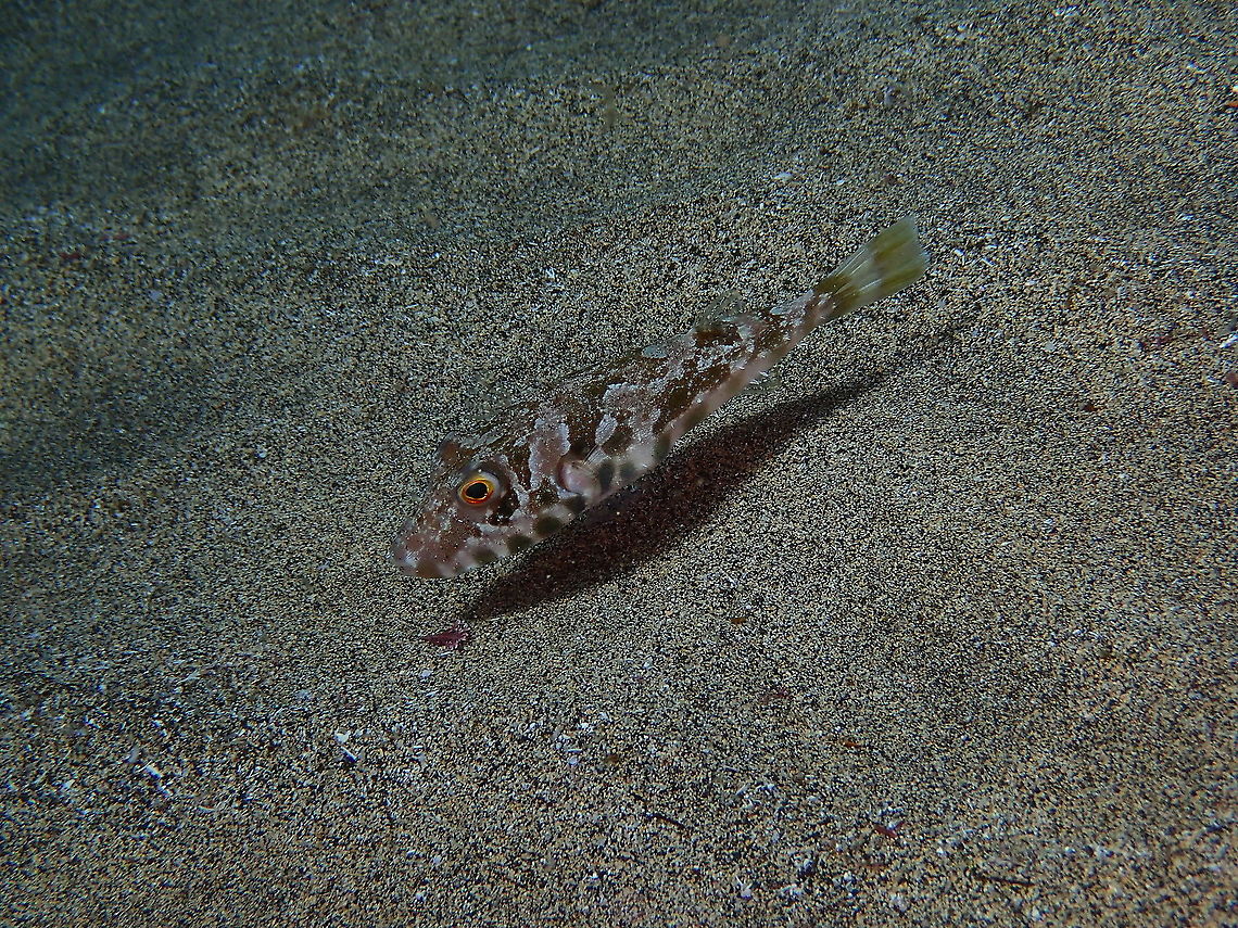 Guinean Pufferfish – Sphoeroides marmoratus It is a funny looking puffer (well, all of them are!)<br />
Some info here:<br />
<a href="https://www.diving-canary-islands.com/en/guinean-pufferfish-sphoeroides-marmoratus/" rel="nofollow">https://www.diving-canary-islands.com/en/guinean-pufferfish-sphoeroides-marmoratus/</a> Geotagged,Guinean puffer,Spain,Sphoeroides marmoratus,Spring