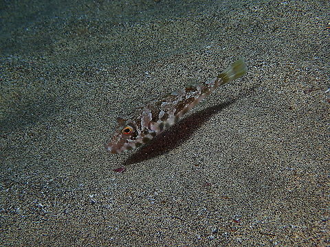 Guinean Pufferfish – Sphoeroides marmoratus It is a funny looking puffer (well, all of them are!)
Some info here:
https://www.diving-canary-islands.com/en/guinean-pufferfish-sphoeroides-marmoratus/ Geotagged,Guinean puffer,Spain,Sphoeroides marmoratus,Spring