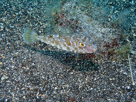 Guinean Pufferfish – Sphoeroides marmoratus Another individual. Geotagged,Guinean puffer,Spain,Sphoeroides marmoratus,Spring