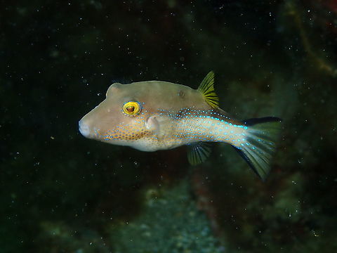 Macaronesian Sharpnose-Puffer - Canthigaster capistrata Little puffer, very common sight during the dives in Puerto del Carmen, Lanzarote. Canthigaster capistrata,Geotagged,Macaronesian Sharpnose-Puffer,Spain,Spring