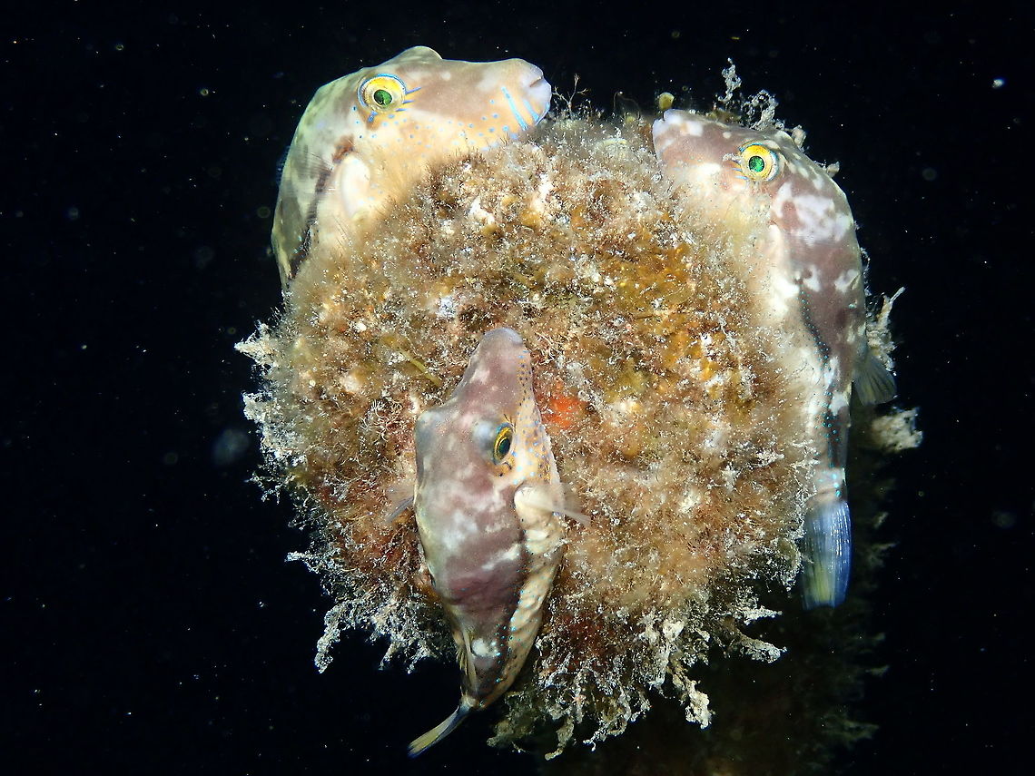 Macaronesian Sharpnose-Puffer - Canthigaster capistrata During  anight dive I found several of the Macaronesian puffers sleeping on the top of a rope. Clever disguise! Canthigaster capistrata,Geotagged,Macaronesian Sharpnose-Puffer,Spain,Spring