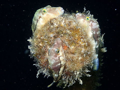 Macaronesian Sharpnose-Puffer - Canthigaster capistrata During  anight dive I found several of the Macaronesian puffers sleeping on the top of a rope. Clever disguise! Canthigaster capistrata,Geotagged,Macaronesian Sharpnose-Puffer,Spain,Spring