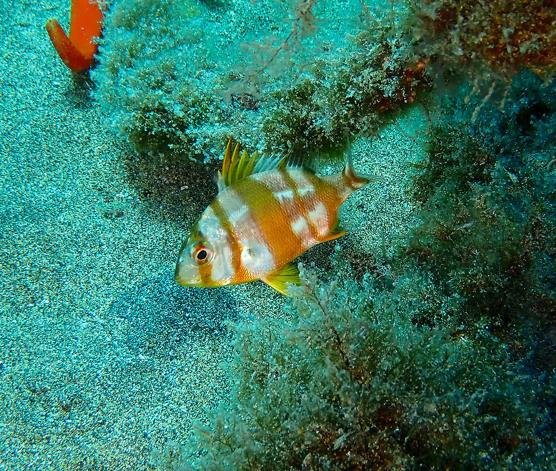 Red-Banded Seabream - Pagrus auriga Beautiful fish I only saw once, whikle diving in the Canary Islands. Geotagged,Pagrus auriga,Red-Banded Seabream,Spain,Spring