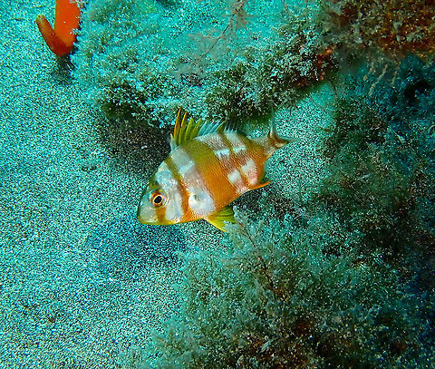 Red-Banded Seabream - Pagrus auriga Beautiful fish I only saw once, whikle diving in the Canary Islands. Geotagged,Pagrus auriga,Red-Banded Seabream,Spain,Spring