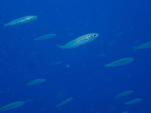 Bogue – Boops boops No, I don't know how they got this weird name, cow eye does not convince me! :-D Boops boops,Geotagged,Spain,Spring
