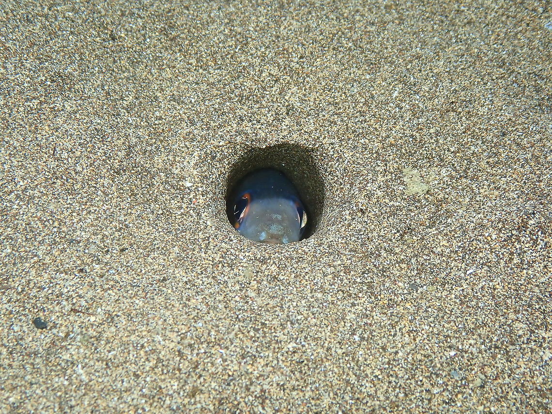 Bandtooth Conger &ndash; Ariosoma balearicum Seen during a night dive. It is so cute to see her shy face peering out from her sand hole! Ariosoma balearicum,Bandtooth conger,Geotagged,Spain,Spring