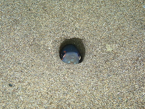 Bandtooth Conger &ndash; Ariosoma balearicum Seen during a night dive. It is so cute to see her shy face peering out from her sand hole! Ariosoma balearicum,Bandtooth conger,Geotagged,Spain,Spring