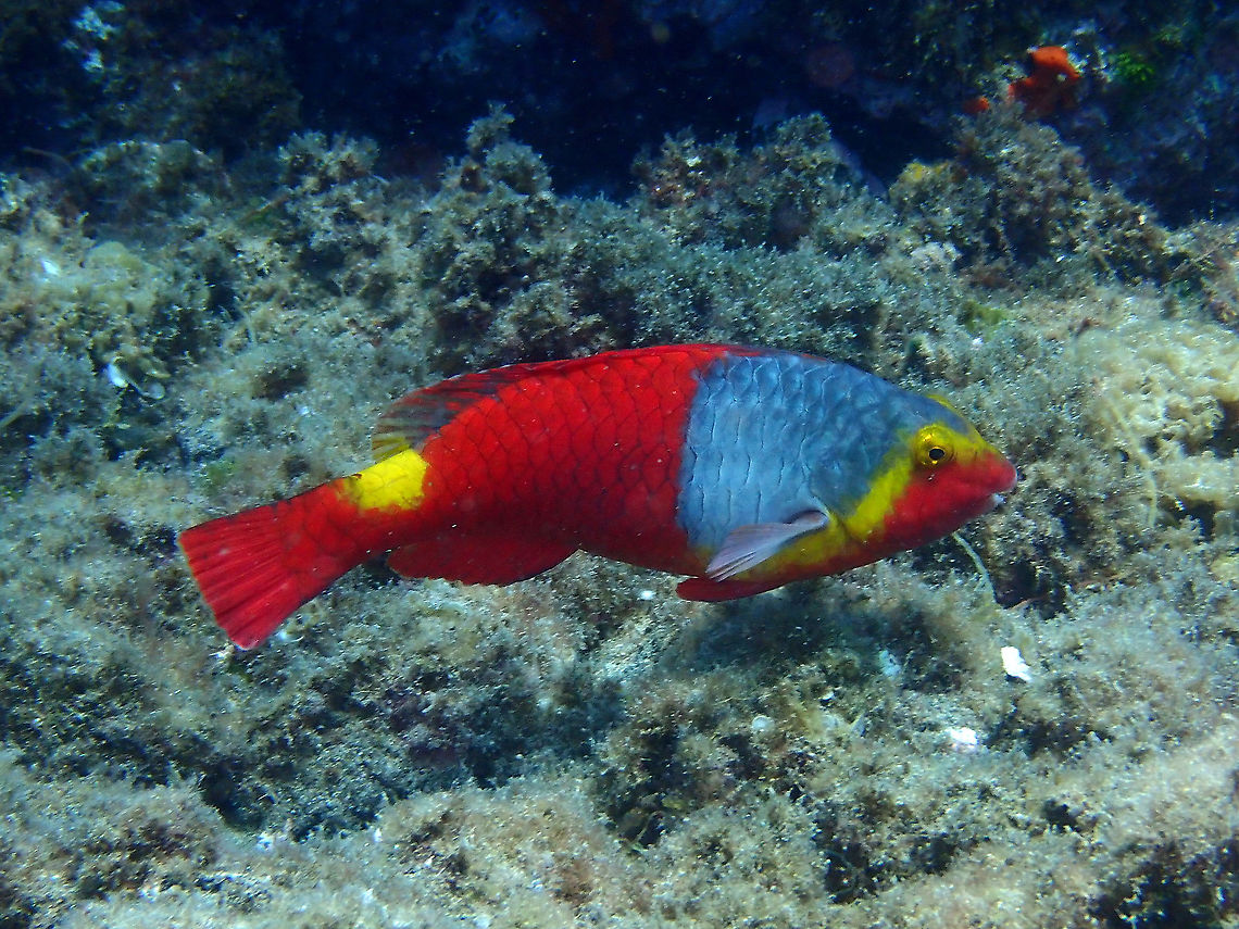 European or Mediterranean Parrotfish – Sparisoma cretense (female) In Spanish is known as "la vieja" (Old lady) and this is the female phase. I call it phase because females eventually become males, typical for parrotfishes. It is unusual that the female is more colorful than the male (next posting). <br />
Male: <figure class="photo"><a href="https://www.jungledragon.com/image/86836/european_or_mediterranean_parrotfish_sparisoma_cretense_male.html" title="European or Mediterranean Parrotfish – Sparisoma cretense (male)"><img src="https://s3.amazonaws.com/media.jungledragon.com/images/2298/86836_thumb.JPG?AWSAccessKeyId=05GMT0V3GWVNE7GGM1R2&Expires=1763596810&Signature=h3X%2Bn7axvqihSglYG0gWHEqhXEI%3D" width="200" height="150" alt="European or Mediterranean Parrotfish – Sparisoma cretense (male) This is one male, found sleeping, during a night dive. It is less colorful than the female phase.<br />
Female: https://www.jungledragon.com/image/86835/european_or_mediterranean_parrotfish_sparisoma_cretense.html Geotagged,Spain,Sparisoma cretense,Spring" /></a></figure><br />
Geotagged,Spain,Sparisoma cretense,Spring