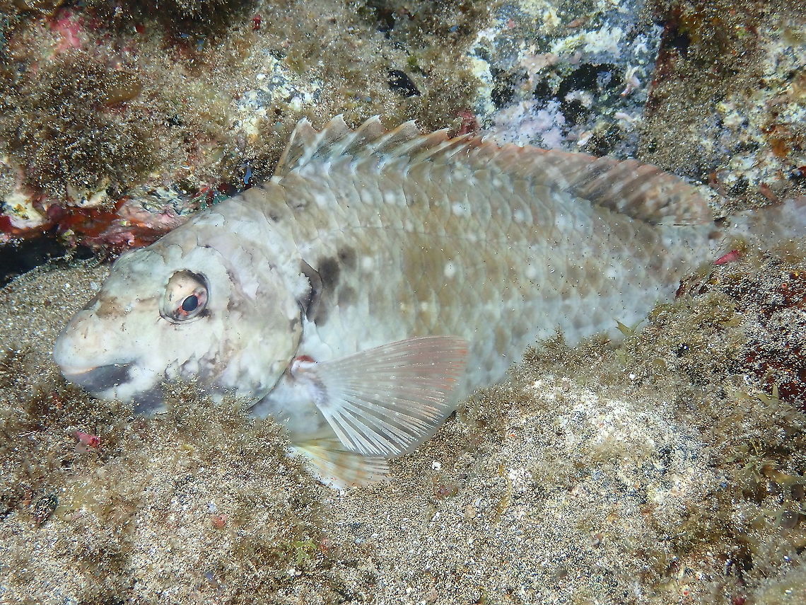 European or Mediterranean Parrotfish – Sparisoma cretense (male) This is one male, found sleeping, during a night dive. It is less colorful than the female phase.<br />
Female: <figure class="photo"><a href="https://www.jungledragon.com/image/86835/european_or_mediterranean_parrotfish_sparisoma_cretense_female.html" title="European or Mediterranean Parrotfish &ndash; Sparisoma cretense (female)"><img src="https://s3.amazonaws.com/media.jungledragon.com/images/2298/86835_thumb.jpg?AWSAccessKeyId=05GMT0V3GWVNE7GGM1R2&Expires=1759968010&Signature=kS24X6OXS1I59Q50N86onzHuolc%3D" width="200" height="150" alt="European or Mediterranean Parrotfish &ndash; Sparisoma cretense (female) In Spanish is known as &quot;la vieja&quot; (Old lady) and this is the female phase. I call it phase because females eventually become males, typical for parrotfishes. It is unusual that the female is more colorful than the male (next posting). <br />
Male: https://www.jungledragon.com/image/86836/european_or_mediterranean_parrotfish_sparisoma_cretense_male.html<br />
 Geotagged,Spain,Sparisoma cretense,Spring" /></a></figure> Geotagged,Spain,Sparisoma cretense,Spring