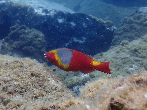 European or Mediterranean Parrotfish – Sparisoma cretense (female) Another pretty female, just for the record! Geotagged,Spain,Sparisoma cretense,Spring