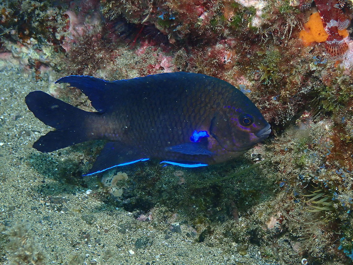Canary Damsel – Abudefduf luridus (adult) Also seen quite often in our dives in Lanzarote. Abudefduf luridus,Canary damsel,Geotagged,Spain,Spring
