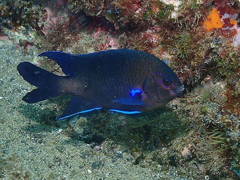 Canary Damsel &ndash; Abudefduf luridus (adult) Also seen quite often in our dives in Lanzarote. Abudefduf luridus,Canary damsel,Geotagged,Spain,Spring