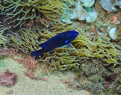 Canary Damsel &ndash; Abudefduf luridus (juvenile)  Abudefduf luridus,Canary damsel,Geotagged,Spain,Spring