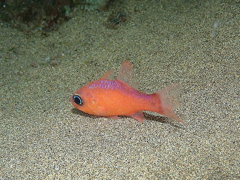 Mediterranean cardinalfish - Apogon imberbis A pretty little cardinalfish often seen in the area of Playa del Carmen. Apogon imberbis,Geotagged,Spain,Spring