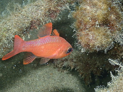 Mediterranean cardinalfish - Apogon imberbis  Apogon imberbis,Geotagged,Spain,Spring