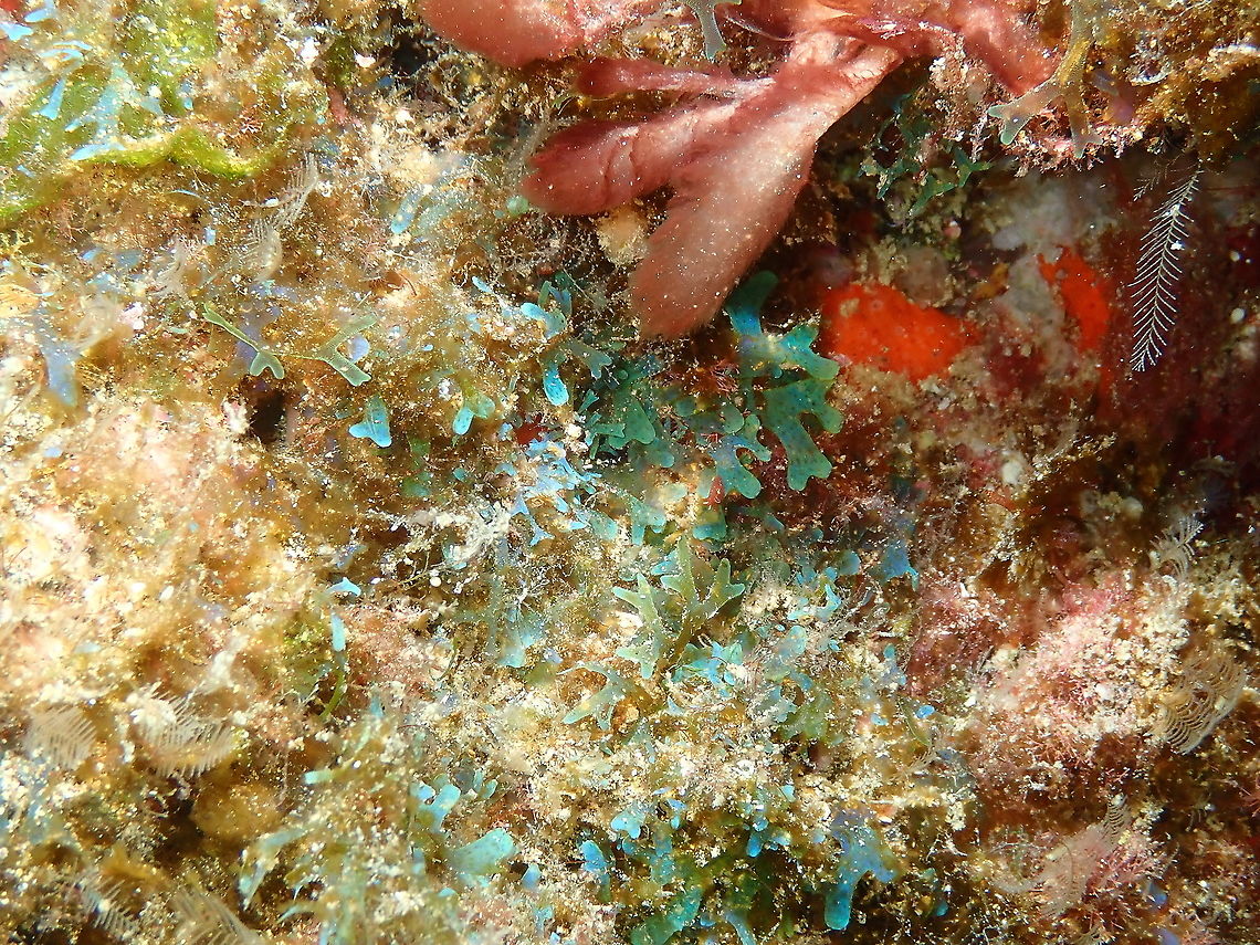 Alga - Dictyota humifusa It is the little y-shaped green blue algae in the image.<br />
tentative ID: could also be D. pfaffi! Alga - Dictyota humifusa,Dictyota humifusa,Geotagged,Spain,Spring