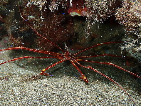 Arrow Crab &ndash; Stenorhynchus lanceolatus Often sighted during our dives, in special at night. Arrow Crab,Geotagged,Spain,Spring,Stenorhynchus lanceolatus
