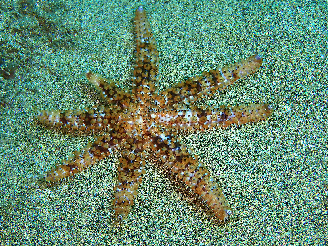 Blue Spiny Starfish – Coscinasterias tenuispina  Coscinasterias tenuispina,Geotagged,Spain,Spring