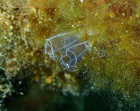 Light-bulb sea squirt