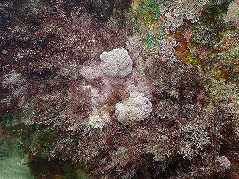 Jania virgata It is only the pompoms in the center of the imaage. Alga Jania virgata,Geotagged,Jania virgata,Spain,Spring