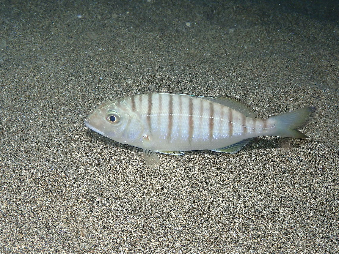 Striped Seabream – Lithognathus mormyrus  Geotagged,Lithognathus mormyrus,Sand steenbras,Spain,Spring