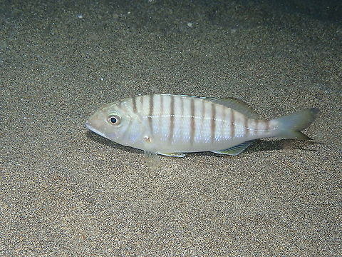 Striped Seabream &ndash; Lithognathus mormyrus  Geotagged,Lithognathus mormyrus,Sand steenbras,Spain,Spring