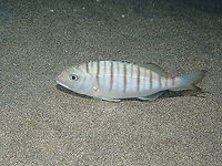 Striped Seabream &ndash; Lithognathus mormyrus  Geotagged,Lithognathus mormyrus,Sand steenbras,Spain,Spring