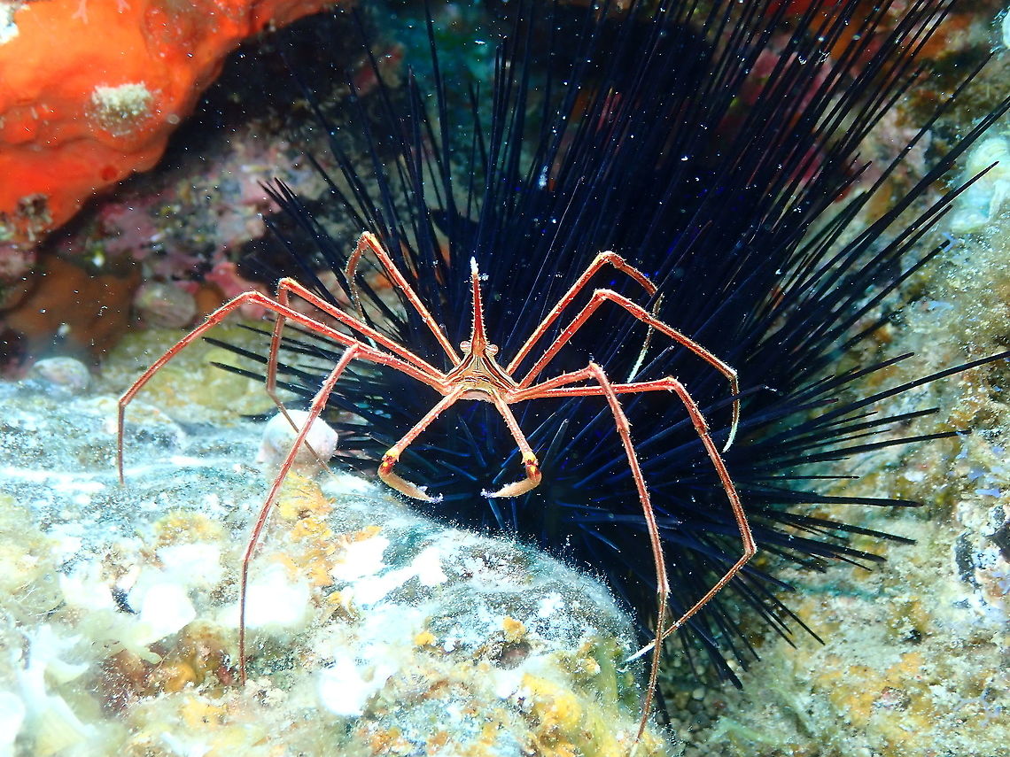 Arrow Crab – Stenorhynchus lanceolatus  Arrow Crab,Geotagged,Spain,Spring,Stenorhynchus lanceolatus