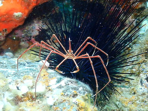 Arrow Crab &ndash; Stenorhynchus lanceolatus  Arrow Crab,Geotagged,Spain,Spring,Stenorhynchus lanceolatus