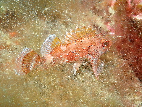 Madeira Rockfish – Scorpaena maderensis  Geotagged,Madeira rockfish,Scorpaena maderensis,Spain,Spring