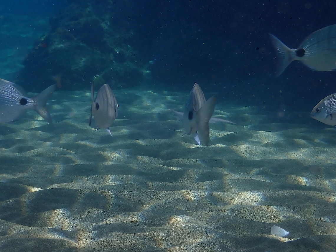 African White Bream - Diplodus sargus cadenati Yes, unfortunately I only caught them going away from me but with the half parts of the two fishes on the right you can imagine how the whole fish looks like in his lateral view :-) Diplodus sargus,Geotagged,Sargo,Spain,Spring