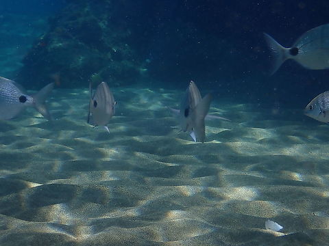 African White Bream - Diplodus sargus cadenati Yes, unfortunately I only caught them going away from me but with the half parts of the two fishes on the right you can imagine how the whole fish looks like in his lateral view :-) Diplodus sargus,Geotagged,Sargo,Spain,Spring