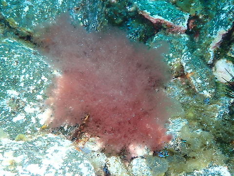 Alga - Lophocladia lallemandii No good news to see this alga around as it is an invasive species that can grow on other algae and marine plants killing them, and also affecting marine invertebrates. Alga Lophocladia lallemandii,Geotagged,Lophocladia lallemandii,Spain,Spring