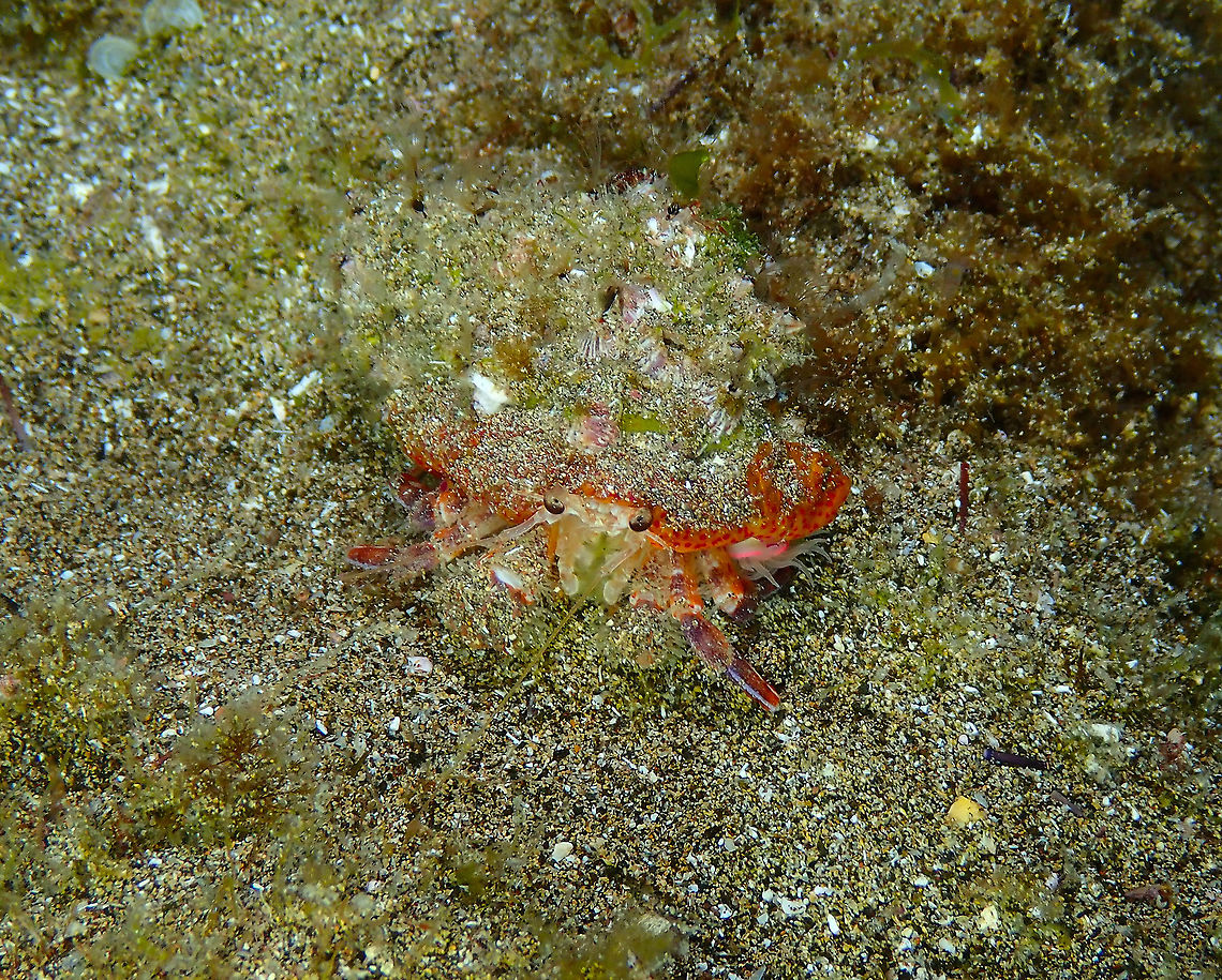 This is the Leach’s Hermit Crab (Pagurus prideaux)... "Leach’s hermit crabs and cloak anemones almost never appear without the other." If you are interested please read this amusing article on the relationship between these two species:<br />
<a href="https://adlayasanimals.wordpress.com/2013/07/14/leachs-hermit-crab-and-cloak-anemone-pagurus-prideaux-and-adamsia-palliata/" rel="nofollow">https://adlayasanimals.wordpress.com/2013/07/14/leachs-hermit-crab-and-cloak-anemone-pagurus-prideaux-and-adamsia-palliata/</a><br />
<br />
<figure class="photo"><a href="https://www.jungledragon.com/image/87101/...and_this_is_cloak_anemone_adamsia_palliata_-_the_turban-like_thingy_below_the_shell.html" title="...and this is Cloak Anemone (Adamsia palliata) - the turban-like thingy below the shell!"><img src="https://s3.amazonaws.com/media.jungledragon.com/images/2298/87101_thumb.JPG?AWSAccessKeyId=05GMT0V3GWVNE7GGM1R2&Expires=1763596810&Signature=A%2BWiMIQzsiDWIkYXo0QdfVlpedQ%3D" width="200" height="150" alt="...and this is Cloak Anemone (Adamsia palliata) - the turban-like thingy below the shell! If you have read the article I mention in the previous posting for the crab species you will see why I particularly like the sentence: "If we could all be more like the leach’s hermit crab and the cloak anemone, maybe the world would be a better place. "<br />
<br />
https://www.jungledragon.com/image/87100/this_is_the_leachs_hermit_crab_pagurus_prideaux.html Adamsia palliata,Geotagged,Spain,Spring" /></a></figure> Geotagged,Pagurus prideaux,Spain,Spring