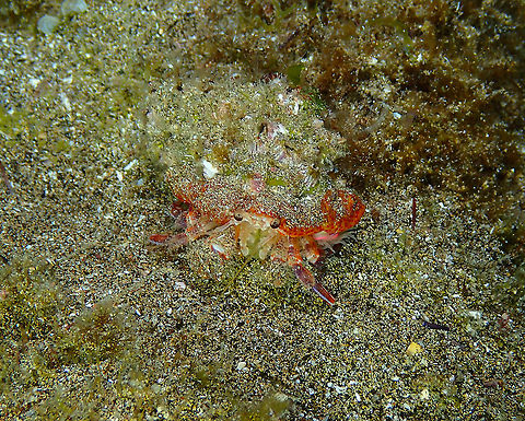 This is the Leach&rsquo;s Hermit Crab (Pagurus prideaux)... "Leach&rsquo;s hermit crabs and cloak anemones almost never appear without the other." If you are interested please read this amusing article on the relationship between these two species:
https://adlayasanimals.wordpress.com/2013/07/14/leachs-hermit-crab-and-cloak-anemone-pagurus-prideaux-and-adamsia-palliata/

https://www.jungledragon.com/image/87101/...and_this_is_cloak_anemone_adamsia_palliata_-_the_turban-like_thingy_below_the_shell.html Geotagged,Pagurus prideaux,Spain,Spring