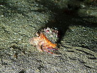 ...and this is Cloak Anemone (Adamsia palliata) - the turban-like thingy below the shell! If you have read the article I mention in the previous posting for the crab species you will see why I particularly like the sentence:  "If we could all be more like the leach’s hermit crab and the cloak anemone, maybe the world would be a better place. "<br />
<br />
https://www.jungledragon.com/image/87100/this_is_the_leachs_hermit_crab_pagurus_prideaux.html Adamsia palliata,Geotagged,Spain,Spring