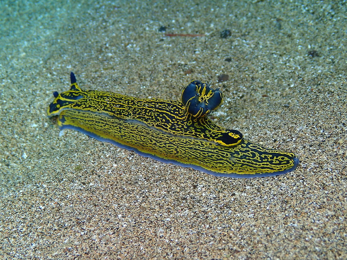 Felimare (Hypselodoris) picta webbi These  nudibranchs can be quite colorful and varied. In Lanzarote they were defintely different from the one I saw in Alicante so I will be posting a few different ones. Felimare picta,Geotagged,Spain,Spring