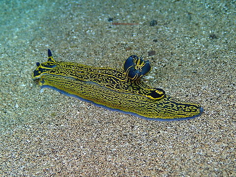 Felimare (Hypselodoris) picta webbi These  nudibranchs can be quite colorful and varied. In Lanzarote they were defintely different from the one I saw in Alicante so I will be posting a few different ones. Felimare picta,Geotagged,Spain,Spring