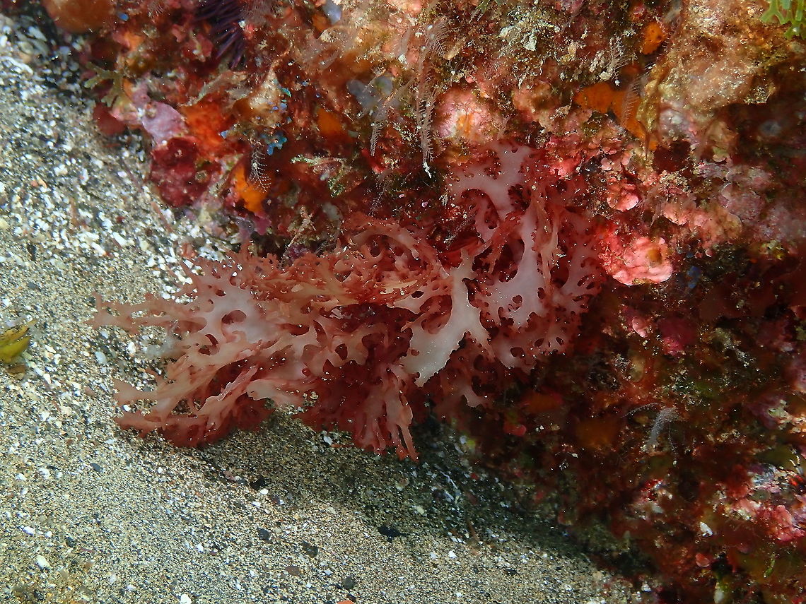 Red Alga - Platoma ciclopolpum  Geotagged,Platoma cyclocolpum,Red Alga - Alga - Platoma cyclocolpum,Spain,Spring