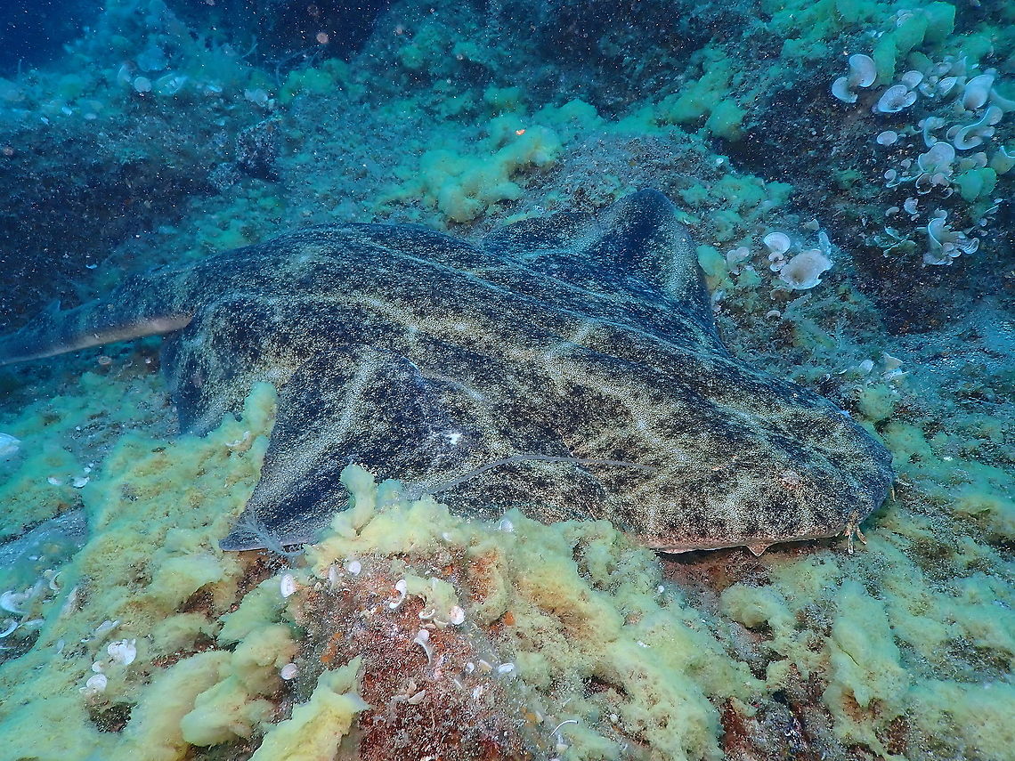 Angelshark - Squatina squatina Let's say is the king of the marine jungle in the Canary Islands! <br />
This shark is a CRITICALLY ENDANGERED species according to IUCN. It is still relatively common in the Canary Islands, reason why there are measures in place for its protection. More in: <br />
<a href="https://angelsharknetwork.com/wp-content/uploads/sites/16/2017/06/Angelshark-Action-Plan-for-the-Canary-Islands.pdf" rel="nofollow">https://angelsharknetwork.com/wp-content/uploads/sites/16/2017/06/Angelshark-Action-Plan-for-the-Canary-Islands.pdf</a><br />
<br />
<figure class="photo"><a href="https://www.jungledragon.com/image/87120/angelshark_-_squatina_squatina_face_close_up.html" title="Angelshark - Squatina squatina (face close up)"><img src="https://s3.amazonaws.com/media.jungledragon.com/images/2298/87120_thumb.JPG?AWSAccessKeyId=05GMT0V3GWVNE7GGM1R2&Expires=1769040010&Signature=yUpKYQ91DhG1JFcVNeQB7hIu7hY%3D" width="200" height="150" alt="Angelshark - Squatina squatina (face close up) Such a beauty almost in the brink of extinction due to improper fishing techniques!<br />
<br />
https://www.jungledragon.com/image/87119/angelshark_-_squatina_squatina.html<br />
https://www.jungledragon.com/image/87121/angelshark_-_squatina_squatina_most_common_sight.html Angelshark,Geotagged,Spain,Spring,Squatina squatina" /></a></figure><br />
<figure class="photo"><a href="https://www.jungledragon.com/image/87121/angelshark_-_squatina_squatina_most_common_sight.html" title="Angelshark - Squatina squatina (most common sight)"><img src="https://s3.amazonaws.com/media.jungledragon.com/images/2298/87121_thumb.JPG?AWSAccessKeyId=05GMT0V3GWVNE7GGM1R2&Expires=1769040010&Signature=2VARVPEibJtaC%2FIRkwaTCfYI78E%3D" width="200" height="150" alt="Angelshark - Squatina squatina (most common sight) In fact, most often anagelsharks are found buried in sand where you only see their silhouette. They wait long in disguise to surprise their prey. <br />
https://www.jungledragon.com/image/87119/angelshark_-_squatina_squatina.html<br />
https://www.jungledragon.com/image/87120/angelshark_-_squatina_squatina_face_close_up.html Angelshark,Geotagged,Spain,Spring,Squatina squatina" /></a></figure> Angelshark,Geotagged,Spain,Spring,Squatina squatina