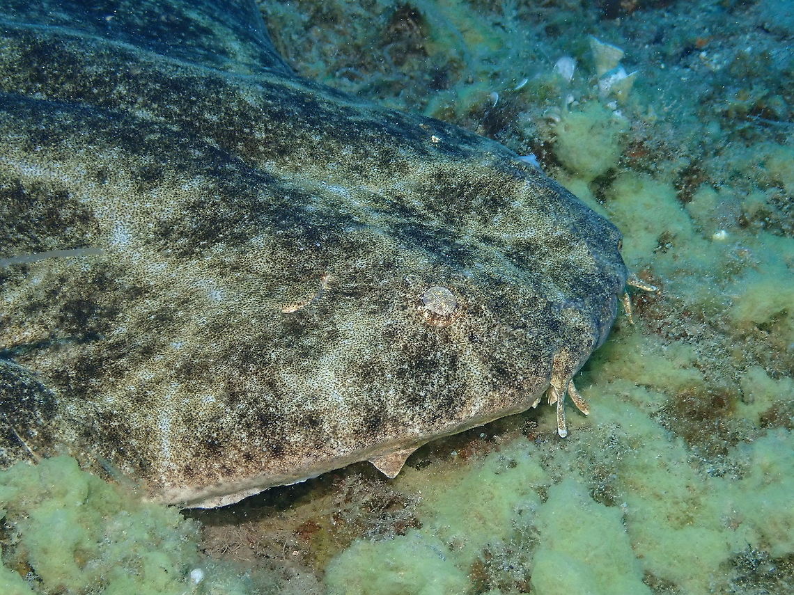 Angelshark - Squatina squatina (face close up) Such a beauty almost in the brink of extinction due to improper fishing techniques!<br />
<br />
<figure class="photo"><a href="https://www.jungledragon.com/image/87119/angelshark_-_squatina_squatina.html" title="Angelshark - Squatina squatina"><img src="https://s3.amazonaws.com/media.jungledragon.com/images/2298/87119_thumb.JPG?AWSAccessKeyId=05GMT0V3GWVNE7GGM1R2&Expires=1759968010&Signature=03X4SxnIEuJf%2BShiSPDoGAkHJJg%3D" width="200" height="150" alt="Angelshark - Squatina squatina Let&#039;s say is the king of the marine jungle in the Canary Islands! <br />
This shark is a CRITICALLY ENDANGERED species according to IUCN. It is still relatively common in the Canary Islands, reason why there are measures in place for its protection. More in: <br />
https://angelsharknetwork.com/wp-content/uploads/sites/16/2017/06/Angelshark-Action-Plan-for-the-Canary-Islands.pdf<br />
<br />
https://www.jungledragon.com/image/87120/angelshark_-_squatina_squatina_face_close_up.html<br />
https://www.jungledragon.com/image/87121/angelshark_-_squatina_squatina_most_common_sight.html Angelshark,Geotagged,Spain,Spring,Squatina squatina" /></a></figure><br />
<figure class="photo"><a href="https://www.jungledragon.com/image/87121/angelshark_-_squatina_squatina_most_common_sight.html" title="Angelshark - Squatina squatina (most common sight)"><img src="https://s3.amazonaws.com/media.jungledragon.com/images/2298/87121_thumb.JPG?AWSAccessKeyId=05GMT0V3GWVNE7GGM1R2&Expires=1759968010&Signature=k1Ci3qj6m%2FH32RRnZjRmtnS6CIg%3D" width="200" height="150" alt="Angelshark - Squatina squatina (most common sight) In fact, most often anagelsharks are found buried in sand where you only see their silhouette. They wait long in disguise to surprise their prey. <br />
https://www.jungledragon.com/image/87119/angelshark_-_squatina_squatina.html<br />
https://www.jungledragon.com/image/87120/angelshark_-_squatina_squatina_face_close_up.html Angelshark,Geotagged,Spain,Spring,Squatina squatina" /></a></figure> Angelshark,Geotagged,Spain,Spring,Squatina squatina