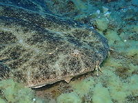Angelshark - Squatina squatina (face close up) Such a beauty almost in the brink of extinction due to improper fishing techniques!<br />
<br />
https://www.jungledragon.com/image/87119/angelshark_-_squatina_squatina.html<br />
https://www.jungledragon.com/image/87121/angelshark_-_squatina_squatina_most_common_sight.html Angelshark,Geotagged,Spain,Spring,Squatina squatina