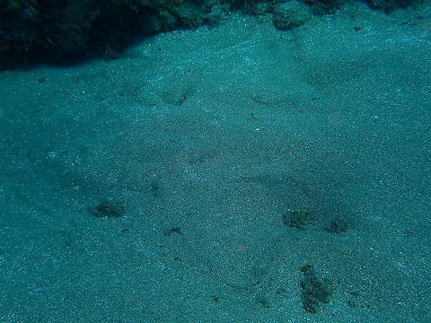 Angelshark - Squatina squatina (most common sight) In fact, most often anagelsharks are found buried in sand where you only see their silhouette. They wait long in disguise to surprise their prey. 
https://www.jungledragon.com/image/87119/angelshark_-_squatina_squatina.html
https://www.jungledragon.com/image/87120/angelshark_-_squatina_squatina_face_close_up.html Angelshark,Geotagged,Spain,Spring,Squatina squatina