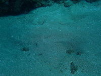 Angelshark - Squatina squatina (most common sight) In fact, most often anagelsharks are found buried in sand where you only see their silhouette. They wait long in disguise to surprise their prey. <br />
https://www.jungledragon.com/image/87119/angelshark_-_squatina_squatina.html<br />
https://www.jungledragon.com/image/87120/angelshark_-_squatina_squatina_face_close_up.html Angelshark,Geotagged,Spain,Spring,Squatina squatina