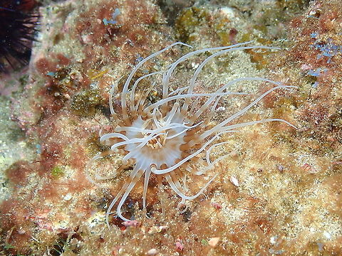 Banded Tube-dwelling anemone - Arachnanthus nocturnus  Arachnanthus nocturnus,Banded tube-dwelling anemone,Geotagged,Spain,Spring