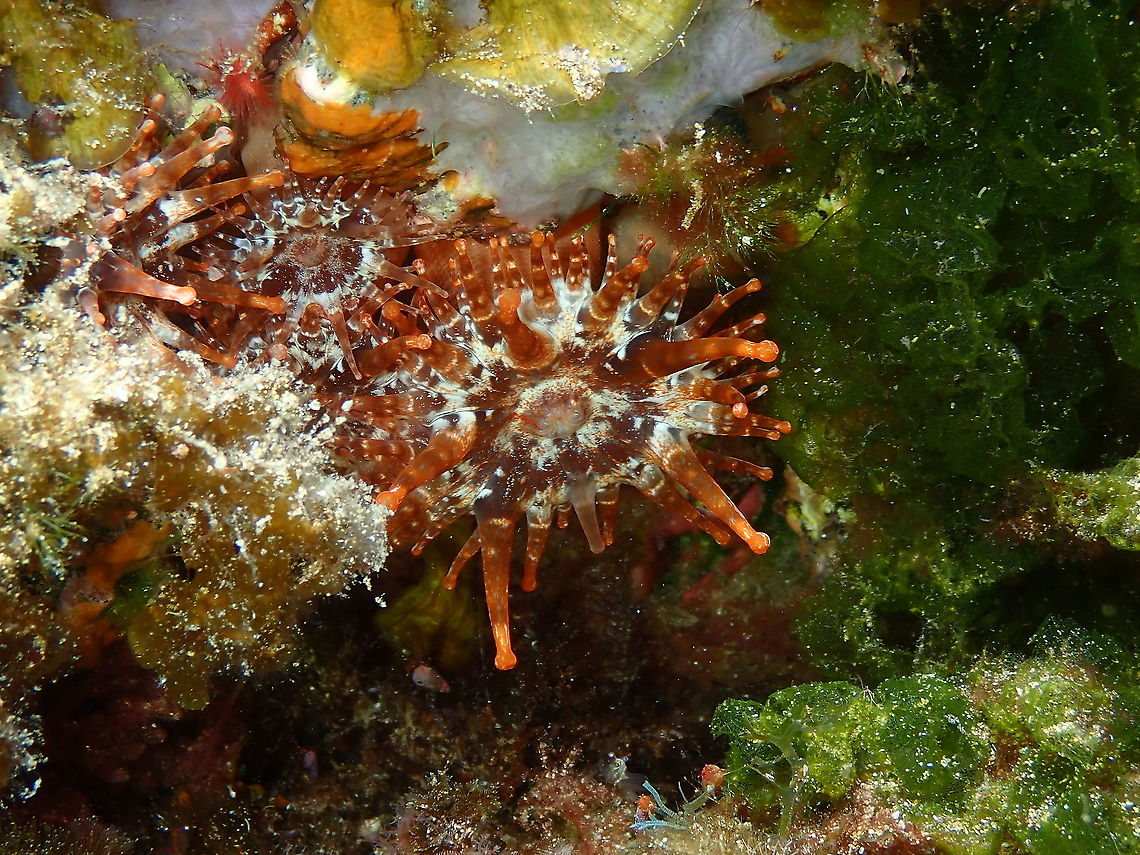 Club Tipped Anemone &ndash; Telmatactis cricoides They can exist in other colors, I hope next time I go to the Canary Islands I can make pics of a pink one too.<br />
<figure class="photo"><a href="https://www.jungledragon.com/image/87144/club_tipped_anemone_telmatactis_cricoides.html" title="Club Tipped Anemone &ndash; Telmatactis cricoides"><img src="https://s3.amazonaws.com/media.jungledragon.com/images/2298/87144_thumb.JPG?AWSAccessKeyId=05GMT0V3GWVNE7GGM1R2&Expires=1769040010&Signature=eQ4leGI0JpM7VAYiBFzDSV%2BqQzk%3D" width="200" height="150" alt="Club Tipped Anemone &ndash; Telmatactis cricoides  Club Tipped Anemone,Geotagged,Spain,Spring,Telmatactis cricoides" /></a></figure> Club Tipped Anemone,Geotagged,Spain,Spring,Telmatactis cricoides