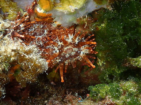 Club Tipped Anemone &ndash; Telmatactis cricoides They can exist in other colors, I hope next time I go to the Canary Islands I can make pics of a pink one too.
https://www.jungledragon.com/image/87144/club_tipped_anemone_telmatactis_cricoides.html Club Tipped Anemone,Geotagged,Spain,Spring,Telmatactis cricoides