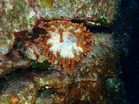 Club Tipped Anemone &ndash; Telmatactis cricoides  Club Tipped Anemone,Geotagged,Spain,Spring,Telmatactis cricoides